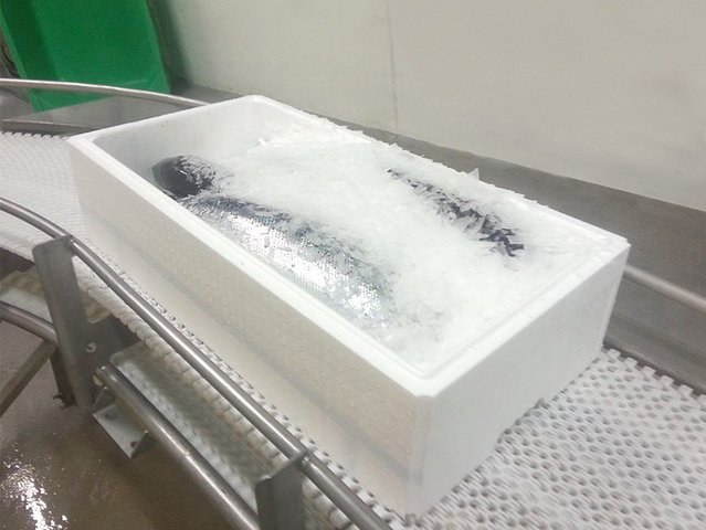 Well refrigerated - fish in EPS packaging Fish box on a conveyor belt